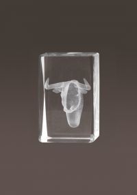 Toros trofeo di cristallo 3D