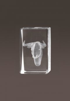 Trofeo cristal 3D Toros Thumb